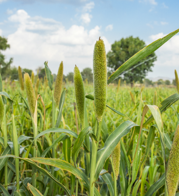 Green Millet (BAJRA) - Premium High Quality