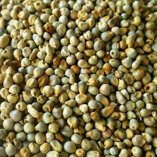 Green Millet (BAJRA) - Premium High Quality