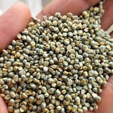 Green Millet (BAJRA) - Premium High Quality