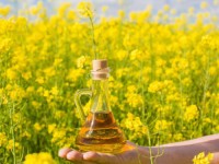 Premium Canola Oil, 100% Pure Cold-pressed