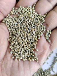 Green Millet (BAJRA) - Premium High Quality